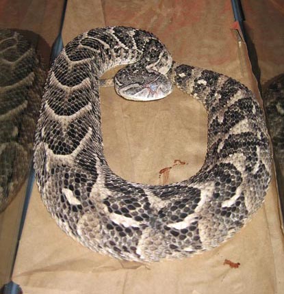 African Puff Adder