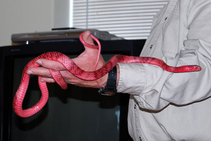 Red Coachwhip Snake